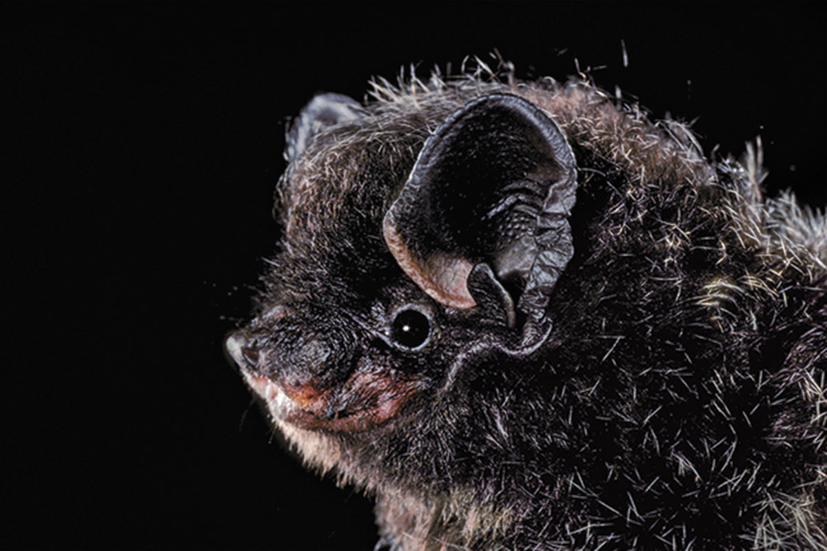 The Secret Lives of Bats The adventures of the real batman New Scientist