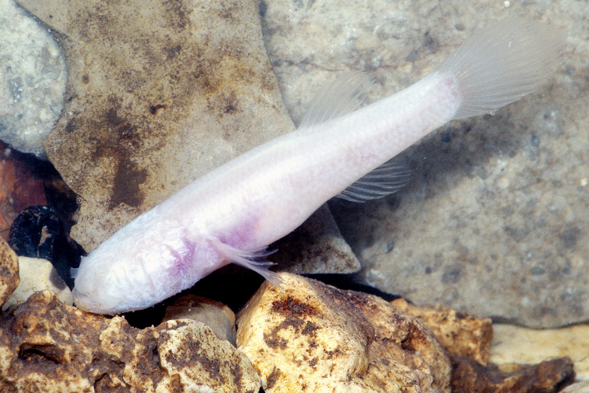 Meet the weird amphibian that rules the underworld | New Scientist