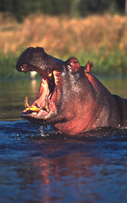 a study of hippopotamus and their value to poachers a study of hippopotamus and their value to poachers
