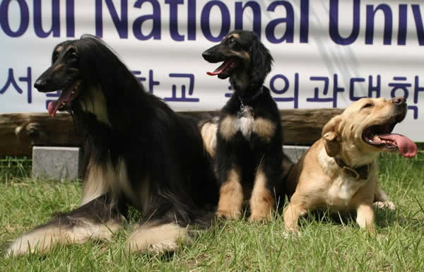 Rowan Family Medicine >> World's first canine clone is revealed | New Scientist Rowan Family Medicine >> World's first canine clone is revealed | New Scientist
