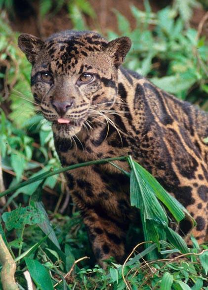 island leopard revealed as unique species new scientist clouded leopard size compared human