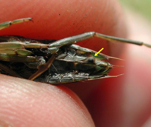 Water fleas 'mail' their eggs from pond to pond New Scientist