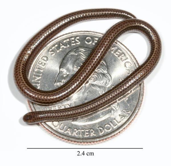 World's smallest snake discovered | New Scientist