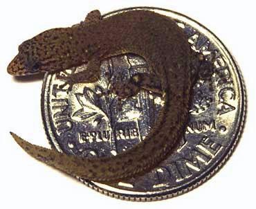 Worlds Smallest Snake Makes A Stunning Comeback After 20 Years - 0dsw9kk