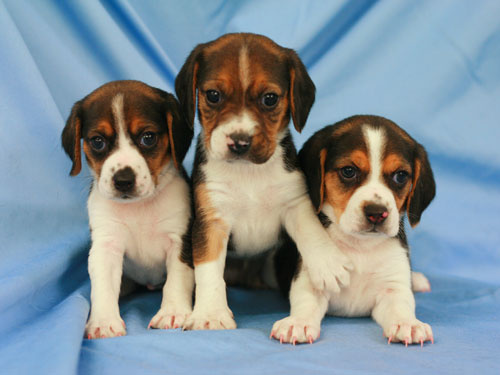 puppy s are fluorescent puppy is world s transgenic new scientist puppy s are fluorescent puppy is world s transgenic new scientist