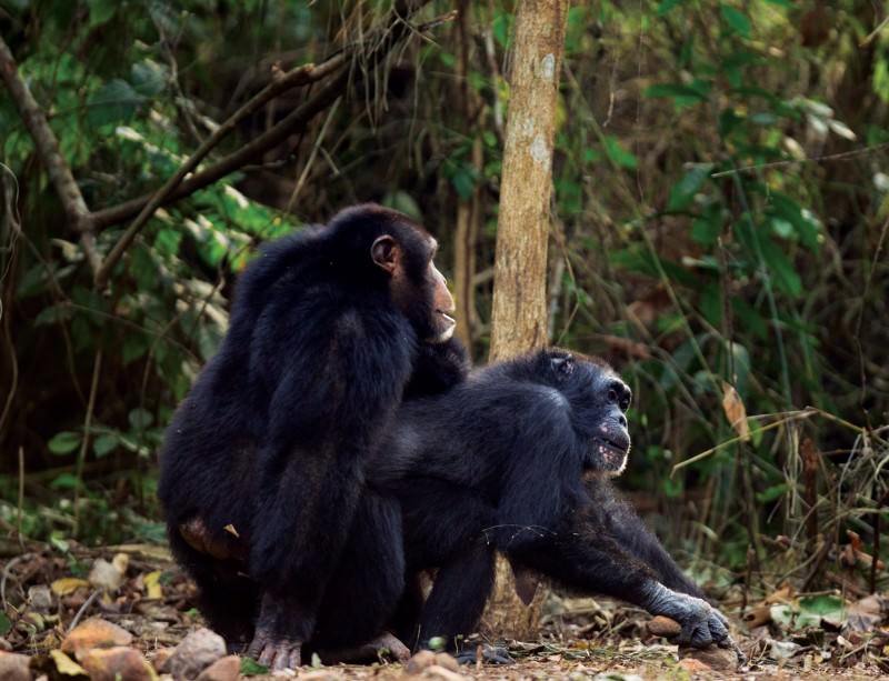 Chimpanzee Sex - Chimpanzee having sex woman