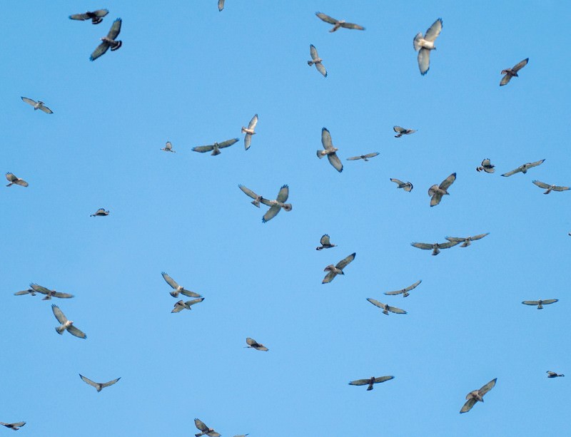 North American land birds migrate along three flyways New Scientist