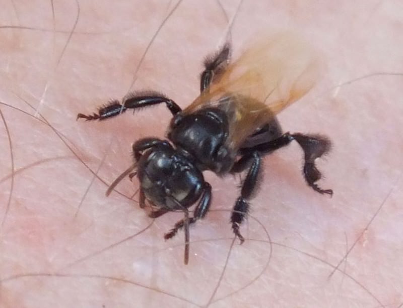Zoologger Stingless suicidal bees bite until they die New Scientist