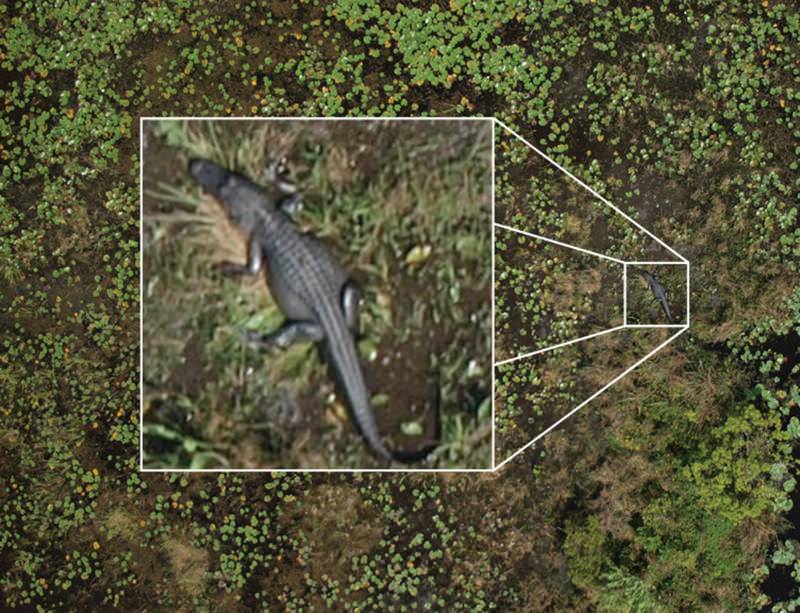 flying high drones keep tabs on wildlife from above new scientist high flyer drone