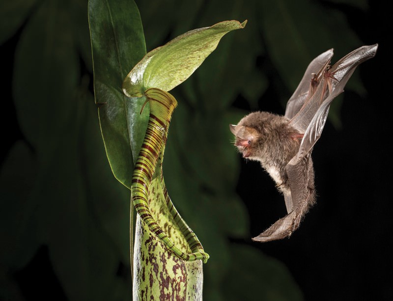 Tiny bat makes home in a carnivorous plant New Scientist