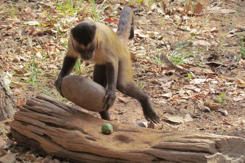 Capuchin monkeys rival chimps as highly skilled nutcrackers New