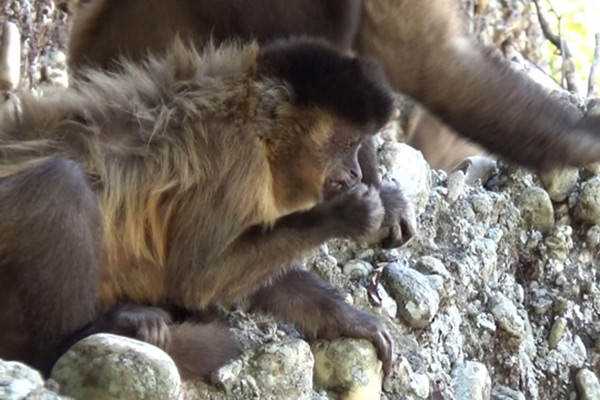 Capuchin Monkeys Rival Chimps As Highly Skilled Nut crackers New capuchin-monkeys-rival-chimps-as-highly-skilled-nut-crackers-new