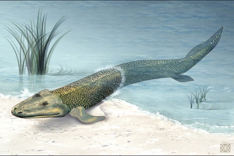 Oldest broken bone reveals our ancestors' switch to life on land | New