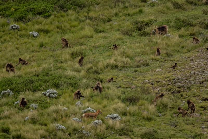 The image shows grassy scrubland, mostly in shades of green, with some brown and white where non-grass plants are growing. A herd of gelada baboons are going about their business. They're loosely scattered, all doing their own thing, and there's a wide array of sizes, from babies smaller than cats, to the fully grown adults. There's a single Ethiopian wolf near the bottom of the picture, and it's about the same size as the adult monkeys, and smaller than one male in the top right corner of the picture. 