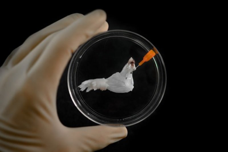 World's first biolimb Rat forelimb grown in the lab New Scientist