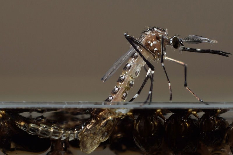Modified mosquitoes begin blitz on dengue in Brazilian city Modified mosquitoes begin blitz on dengue in Brazilian city