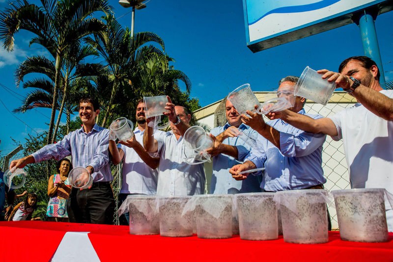 Modified mosquitoes begin blitz on dengue in Brazilian city Modified mosquitoes begin blitz on dengue in Brazilian city