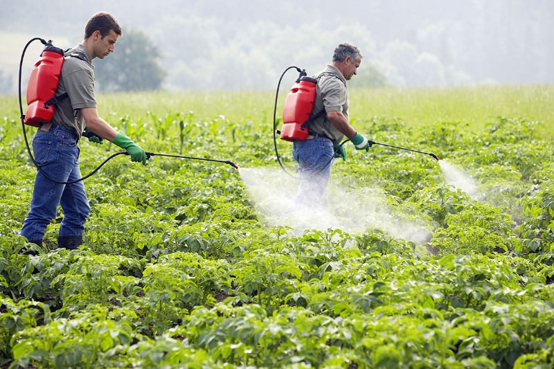 'Big Farmer' firms plan pesticides to manipulate gene ...