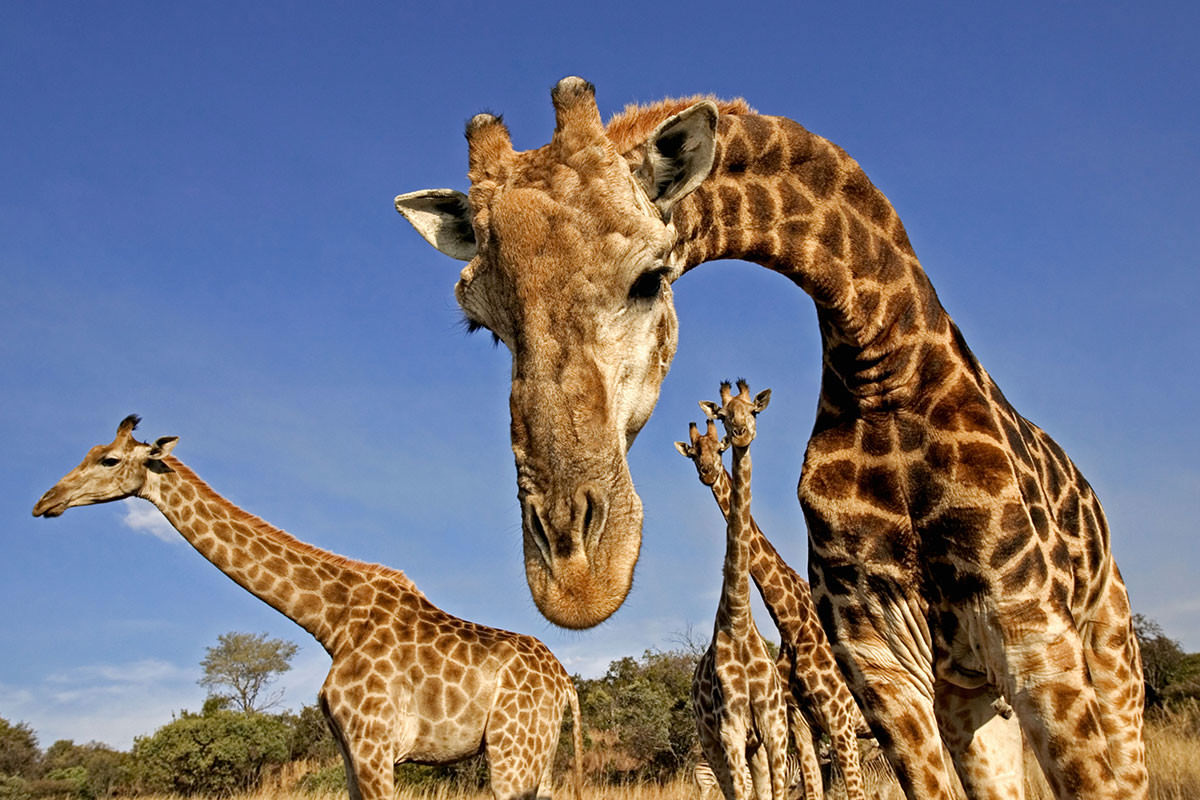 How do giraffes communicate?