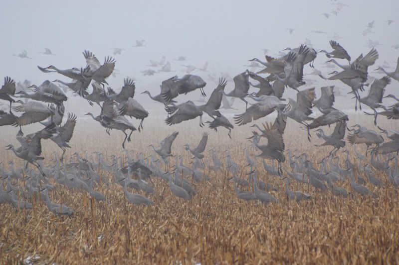 Birds circle and stick together to help them fly in dense fog