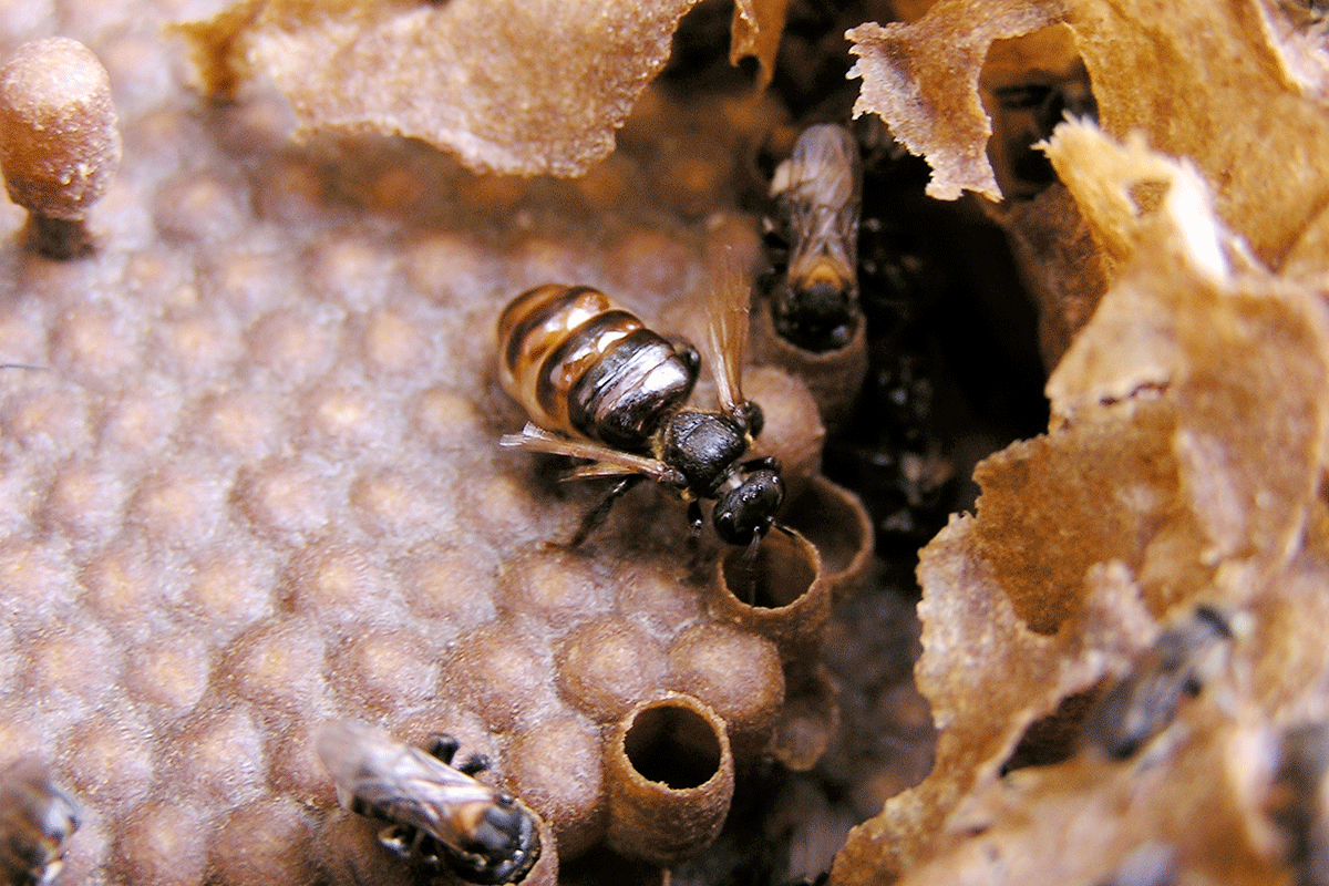 Bees found farming fungus for first time to feed larvae Bees found farming fungus for first time to feed larvae