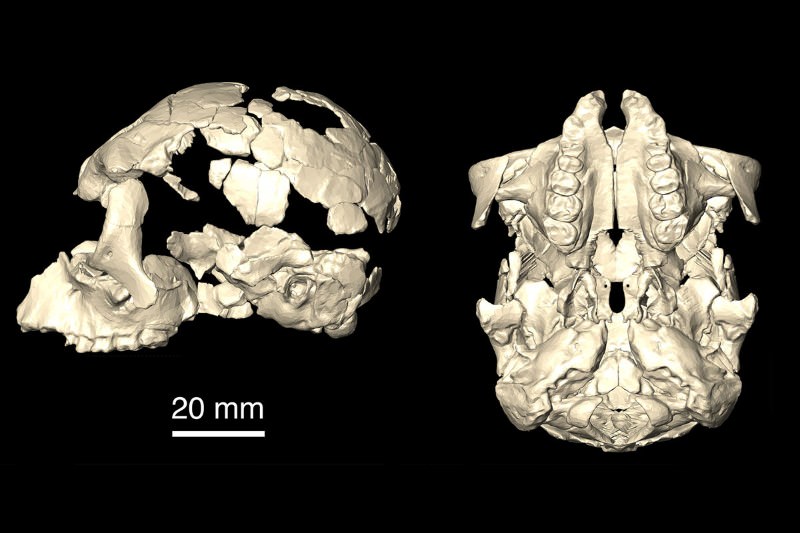 Fossil discovery could be the last common ancestor to all apes Fossil discovery could be the last common ancestor to all apes