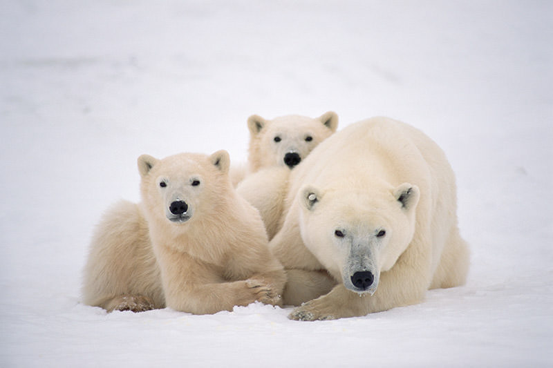 Polar bear family tree reveals adoptions and identical twins