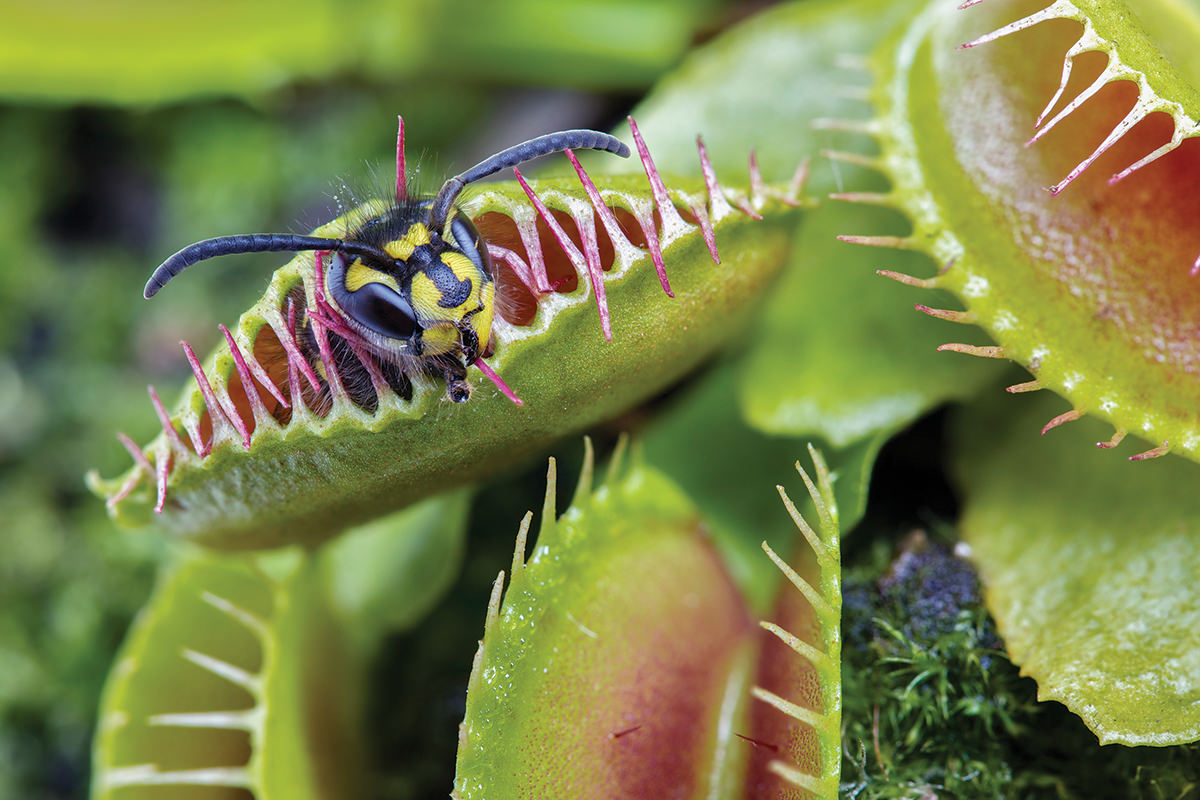 Venus flytrap can count prey’s steps to dissolve them alive New Scientist