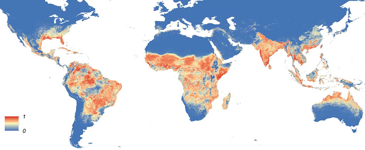 Map Of The World Zika Global distribution map of Aedes Aegypti mosquitos that transmit Zika. The colour shows the probability