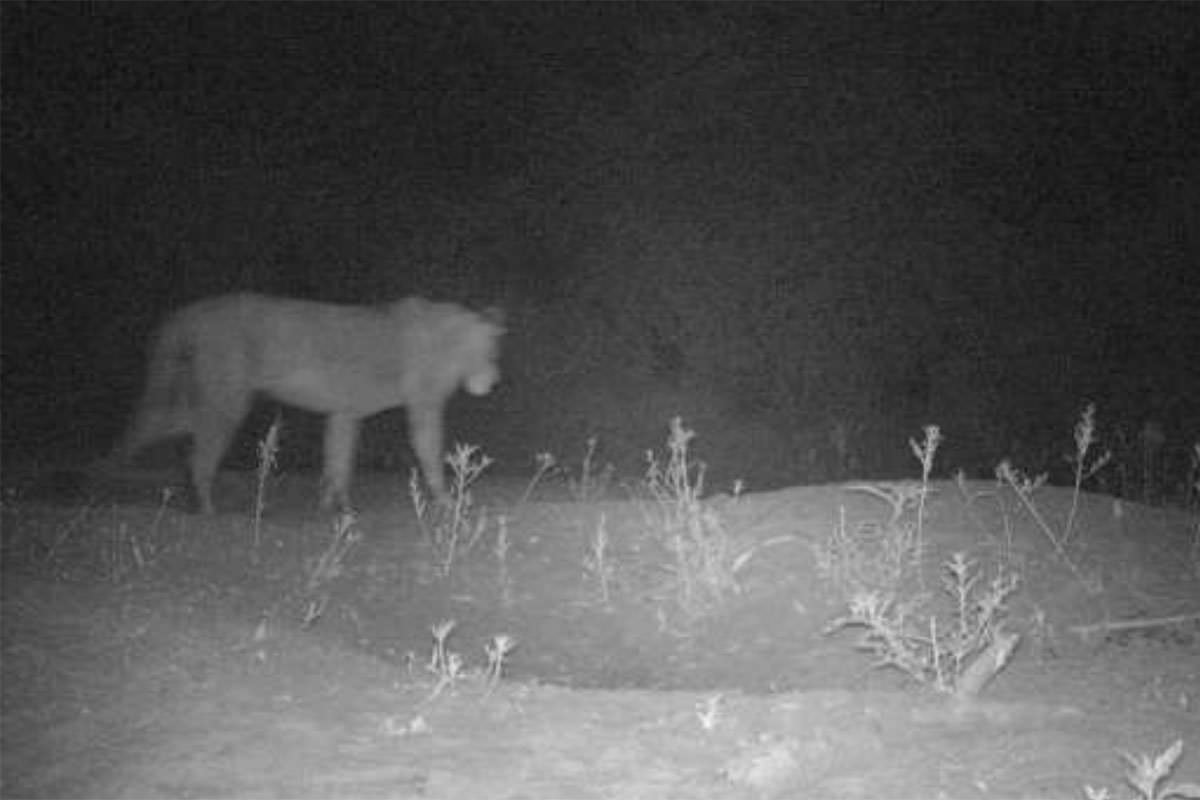 Hidden population of up to 200 lions found in remote