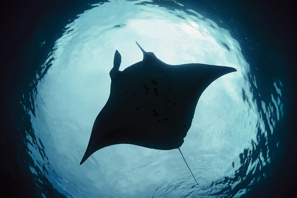 manta-rays-are-first-fish-to-recognise-themselves-in-a-mirror-new