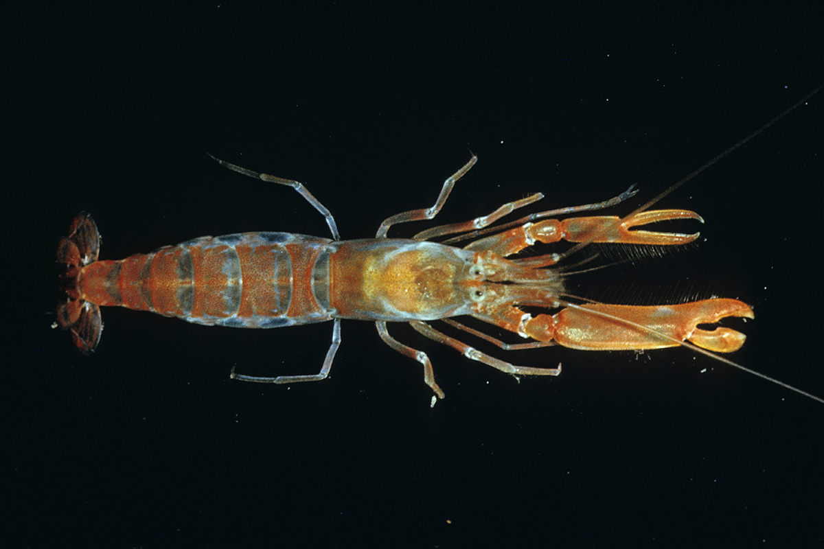 Snapping shrimps make less noise in acidifying oceans New Scientist