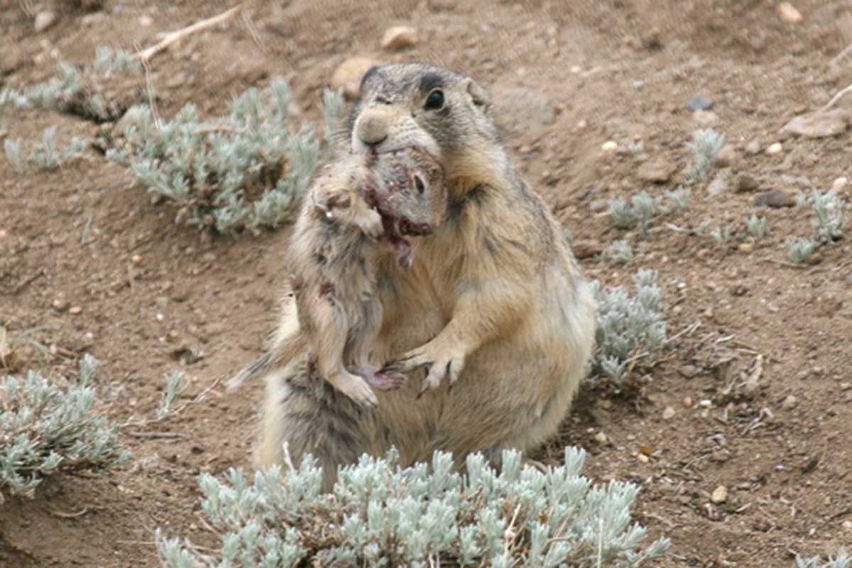 Cute prairie dogs are serial killers savaging ground squirrels New