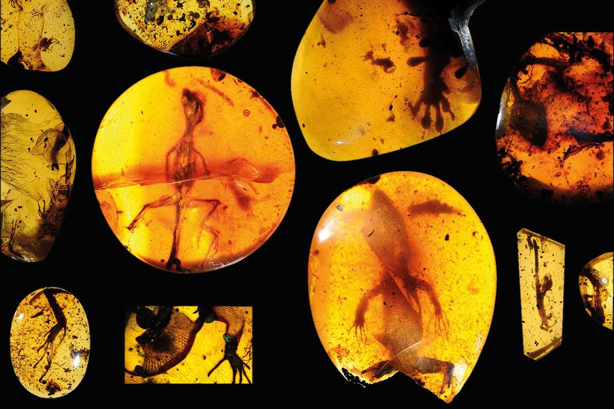 Lizards in amber