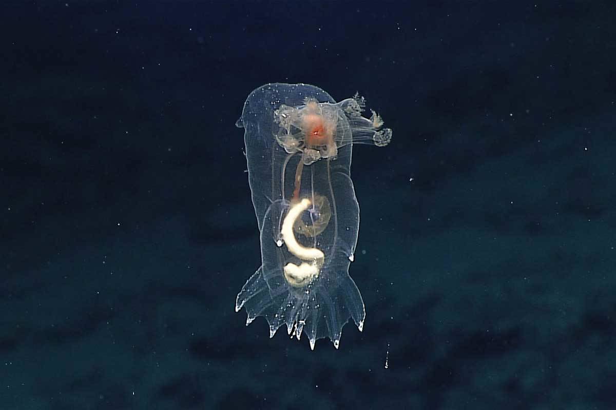 Swimming sea cucumber