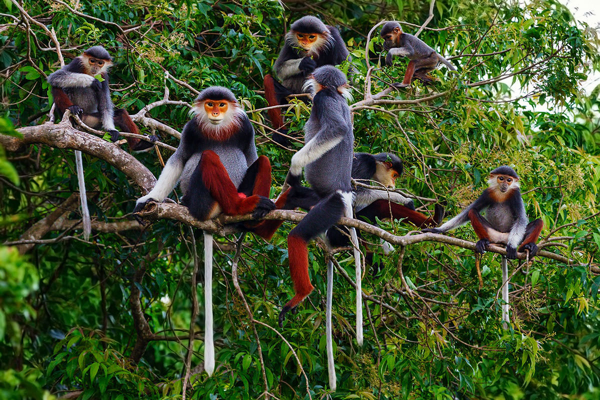 On the trail of some of the world’s rarest monkeys