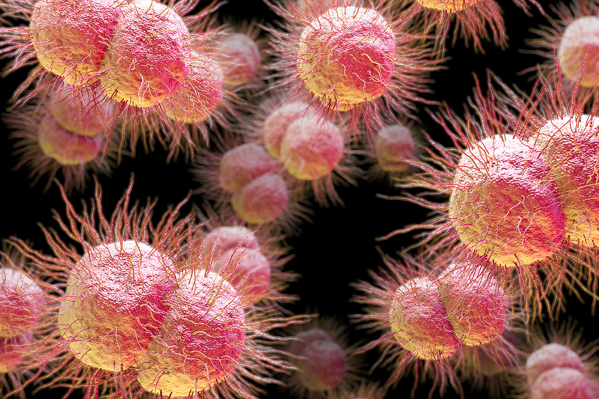 Gonorrhea Affects What Body System