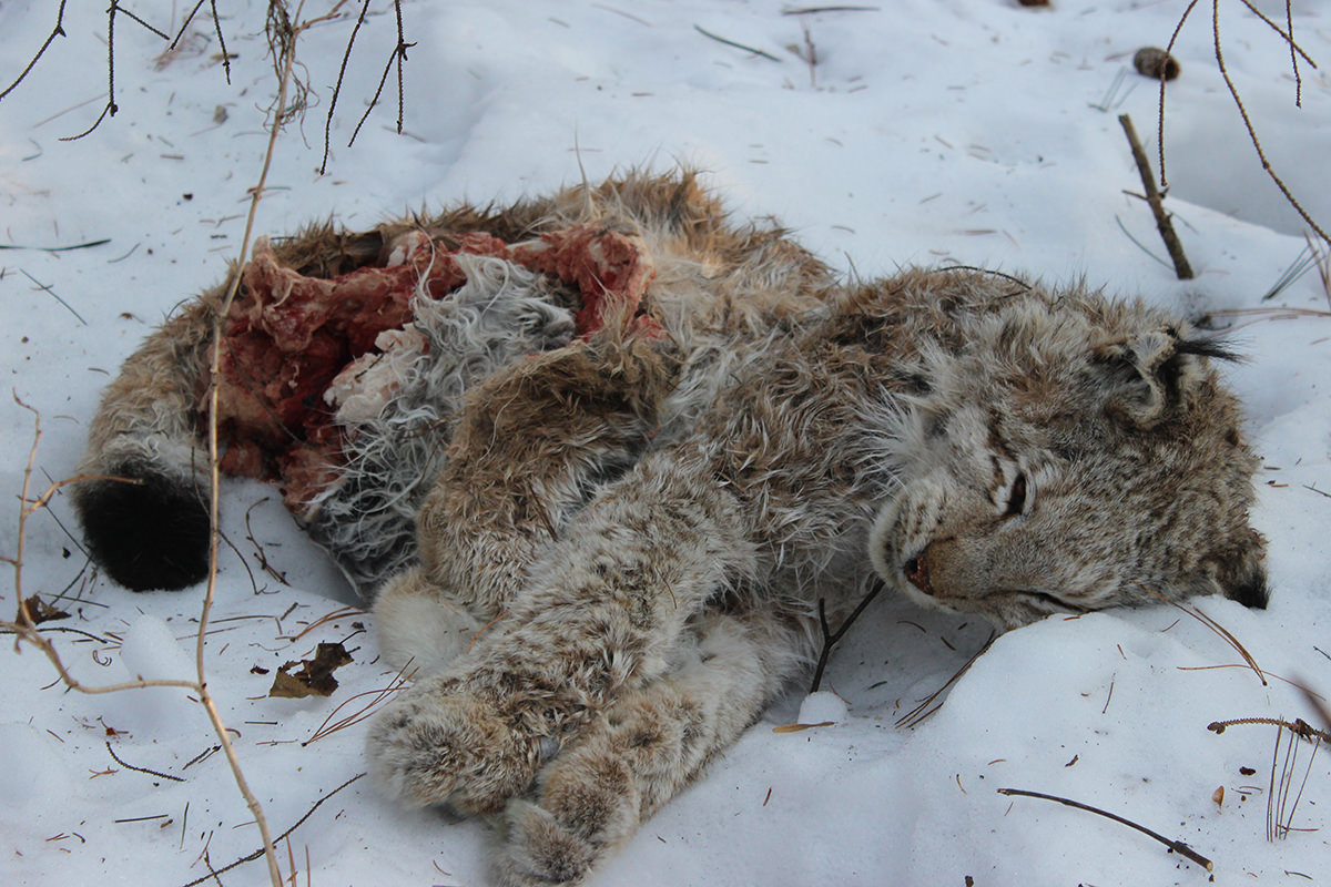 Battle Of The Big Cats Sees Tiger Hunt And Devour A Lynx New Scientist