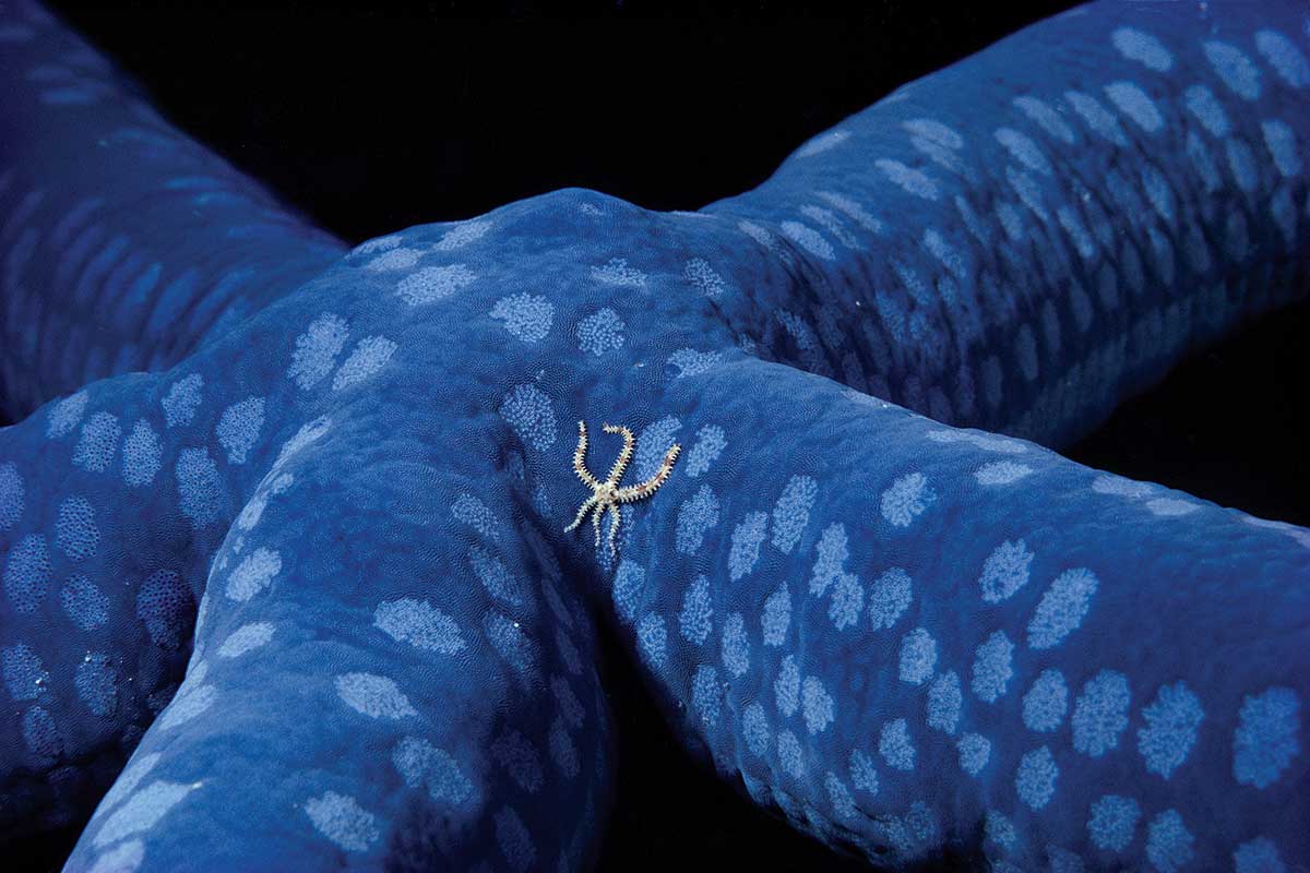 Hitchin' a ride Brittle star gets a lift on larger starfish New