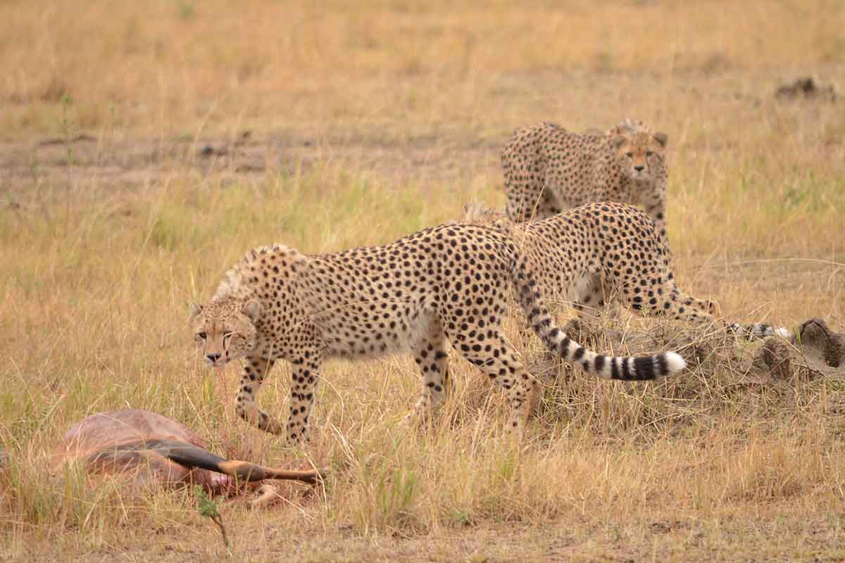 Cheating cheetahs seen chasing hyena before stealing its prey | New