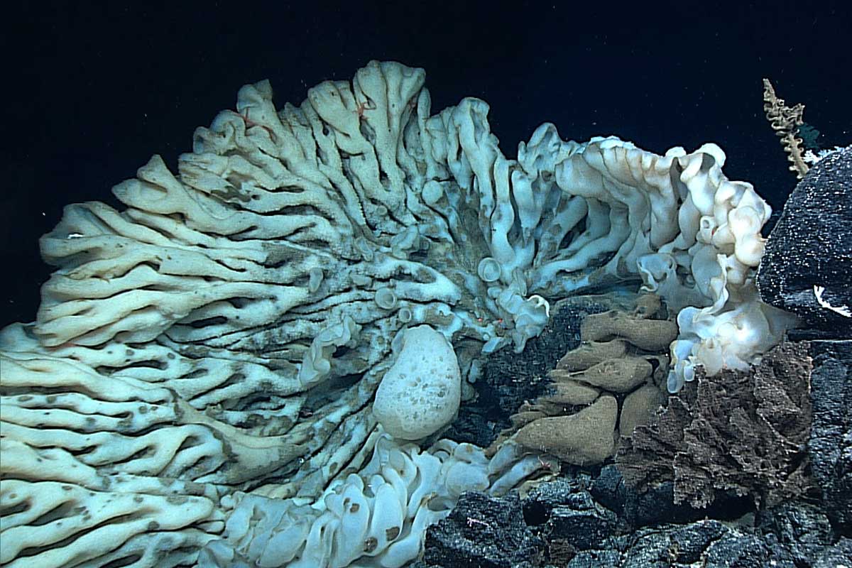 This deepsea creature could be the world's oldest living animal New