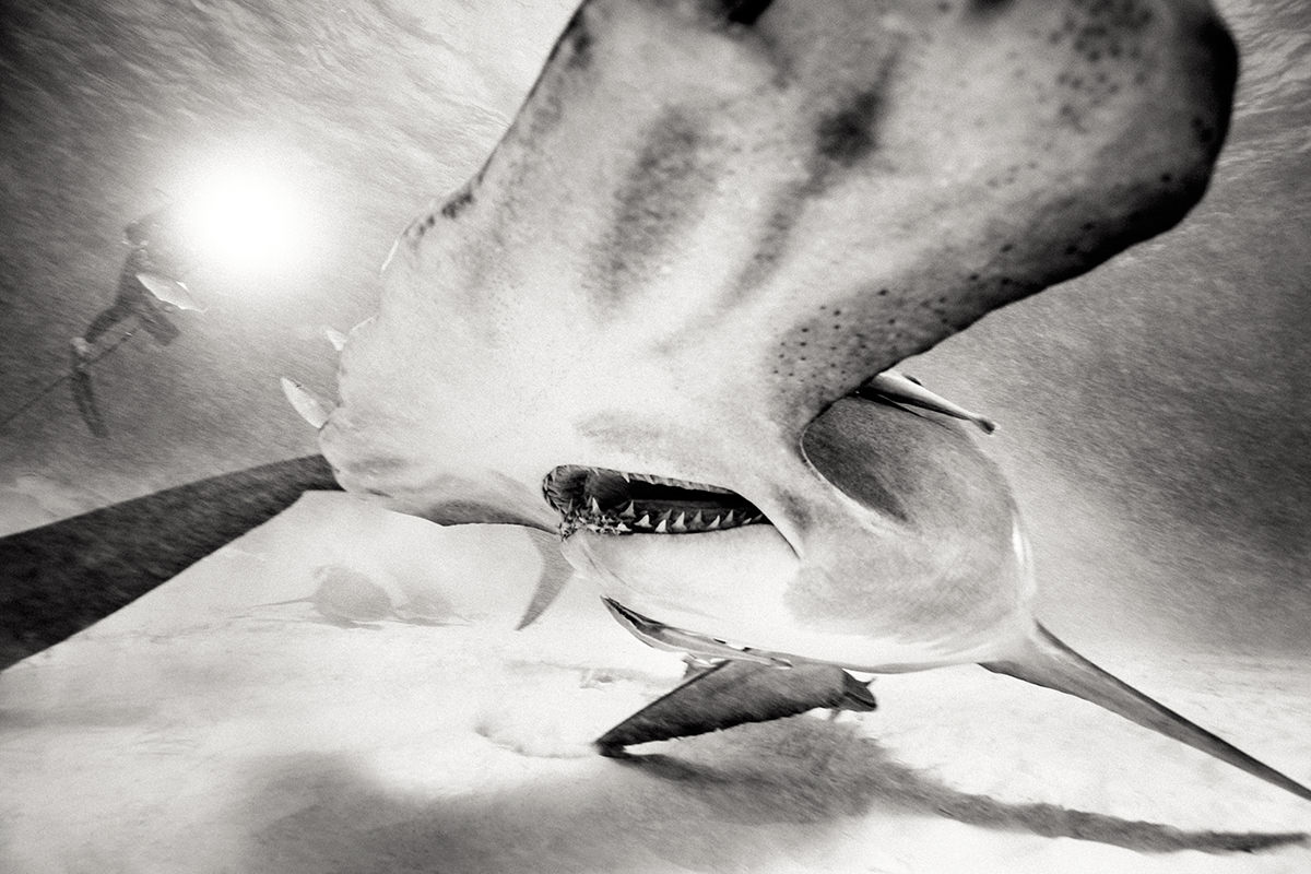 Great hammerhead shark caught in nature's superstar photoshoot | New