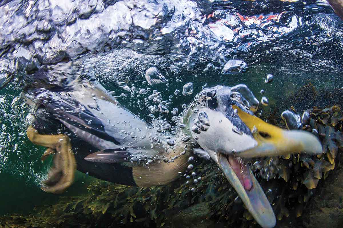 Eider duck caught diving beneath the Norwegian waves New Scientist