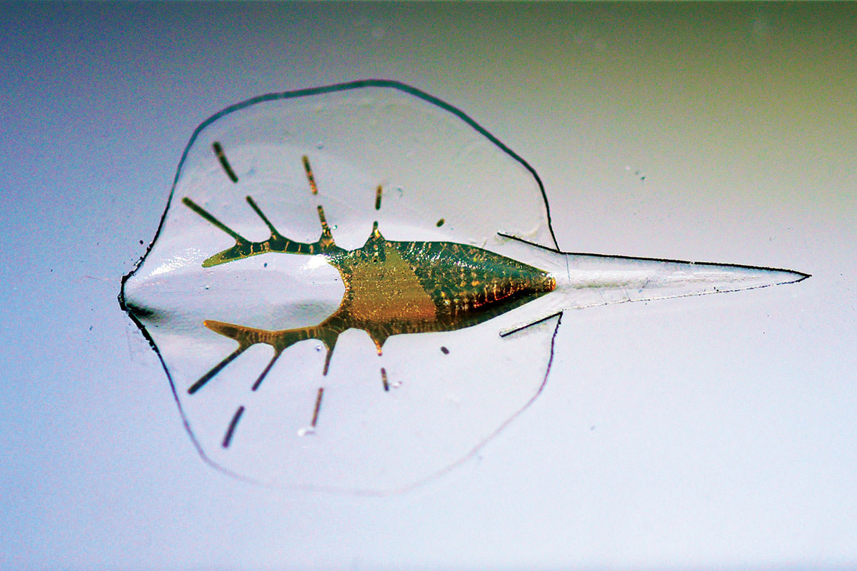 Robot stingray made of heart cells developed Robot stingray made of heart cells developed