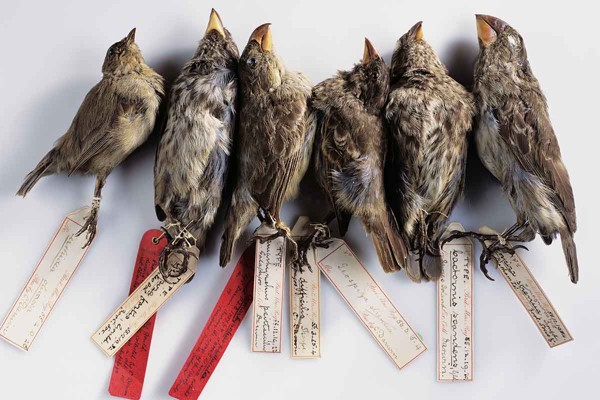 Darwin's discovery The remarkable history of evolution