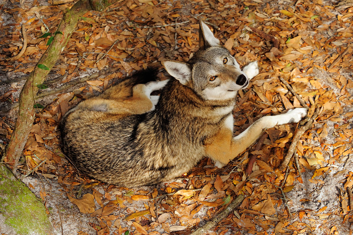 Red wolf may lose endangered status because it's just a hybrid | New