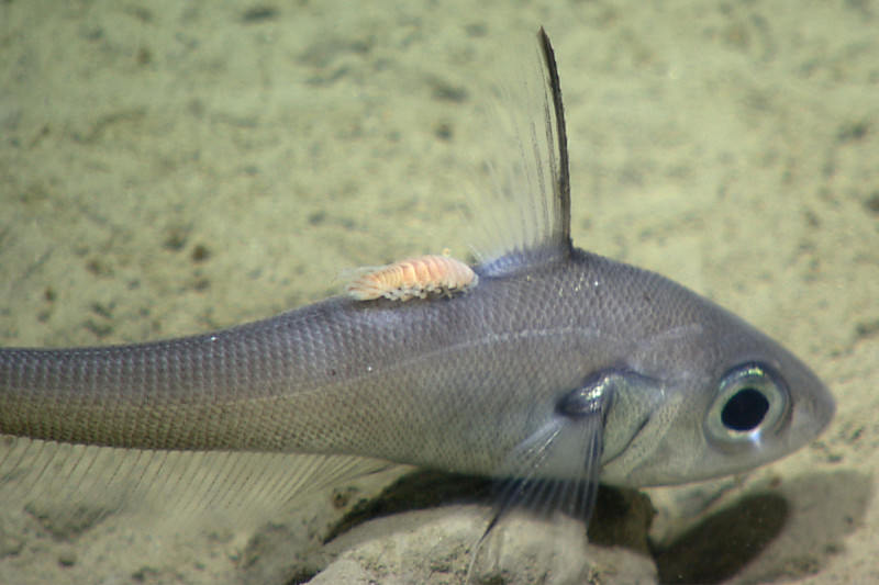 Parasite on a deep-sea fish