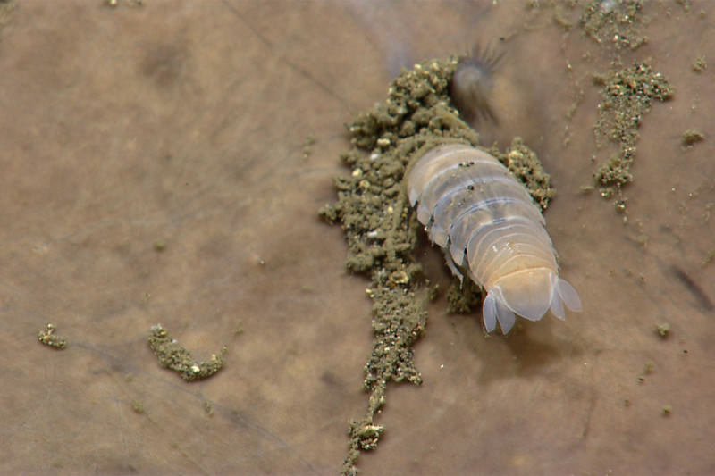 Close-up of a parasite