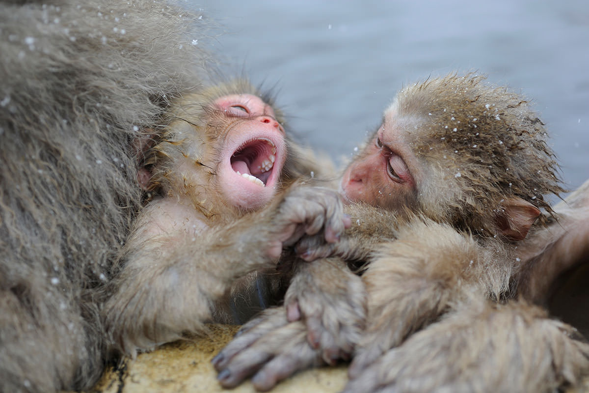 Baby monkeys smile in their sleep more so than human babies New