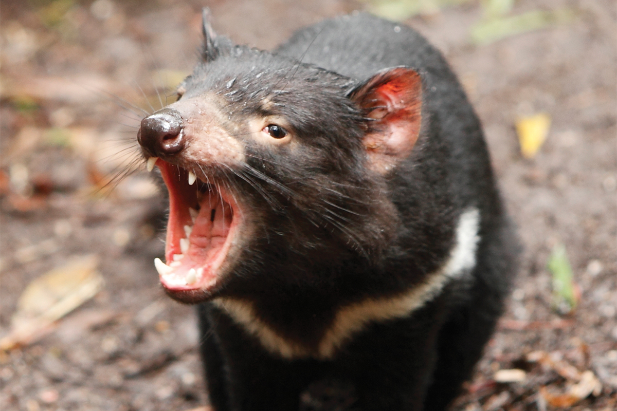 Superfast evolution could save Tasmanian devils from extinction | New